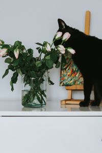 Black cat with flowers and a painting