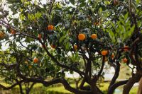 Kaboompics - An orange tree in the garden of Villa Cimbrone in Ravello, Amalfi Coast, Italy