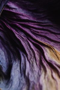 Dried purple cabbage leaves - background - wallpaper