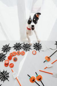 Kaboompics - White dog & halloween decorations