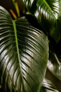 Philodendron Congo Green
