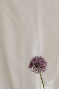 Minimalist flower backgrounds - floral compositions - white fabric - abstract