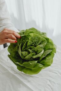 Fresh green lettuce background