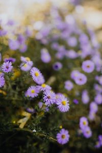 Kaboompics - Small purple flowers in the garden