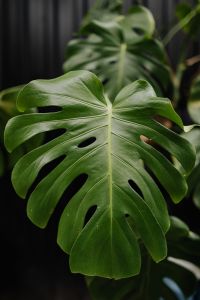 Kaboompics - A large monstera plant in a pot