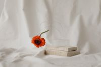 Minimalist flower backgrounds - floral compositions - white fabric - abstract