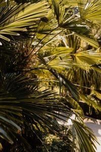 Palm leaves in the garden