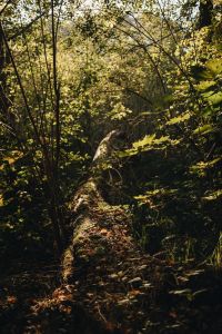 Kaboompics - Sunlit Woodland Path in a Green Forest