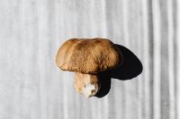 Kaboompics - Large Brown Boletus Mushroom in Direct Sunlight