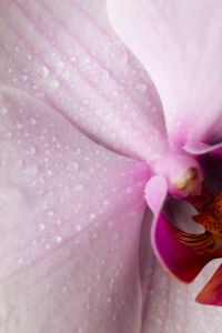 Kaboompics - White Orchid Macro Petal Texture With Water Drops