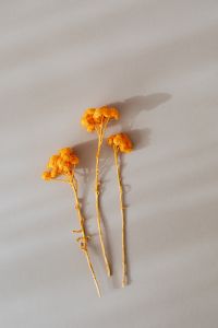 Kaboompics - Orange dry flowers