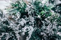 Kaboompics - Close-ups of snowy trees