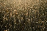 Kaboompics - Soft Focus Golden Grass Field in Warm Summer Light