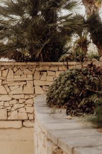 Kaboompics - Palm Trees, Stone Wall and Succulent Garden