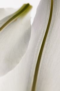 Kaboompics - White Lily Petal Close Up Minimal Botanical Detail