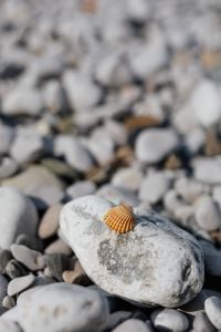 Kaboompics - Small Seashell on Pale Rock with Soft Focus Pebble Background