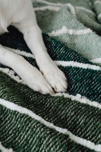 Kaboompics - Pet Paws Detail for Winter Home Lifestyle