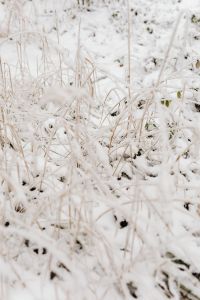 Kaboompics - Delicate Frost On Wild Grass And Woodland Floor