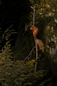 Kaboompics - Red Squirrel Sitting On A Tree Branch In A Dark Forest