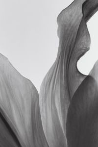 Kaboompics - Monochrome Close-Up of Sculptural Flower Petals with Veined Curves and Bright Negative Space, Botanical Macro Background