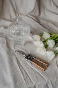 Kaboompics - Vertical White Tulip Still Life with Clear Vase and Pruning Shears on Draped Linen