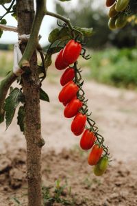 Kaboompics - Red Cherry Tomatoes Growing on Vine