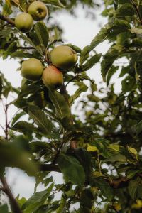 Kaboompics - Green Apples Growing on Tree