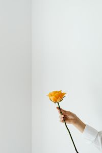 Kaboompics - Orange Rose Held Against White with Copy Space for Floral Campaigns