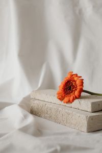 Kaboompics - Delicate Bloom Composition with White Fabric Folds