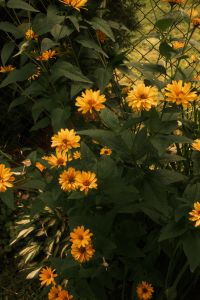 Kaboompics - Orange Floral Garden Background