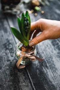Kaboompics - Woman making a little ornamental seedling in a small jar