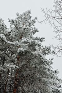 Kaboompics - Snowy Forest Clearing Surrounded By Frosted Trees