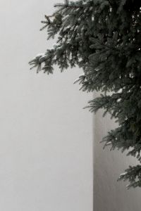 Kaboompics - Frosted Evergreen Branch Against a Pale Wall with Copy Space