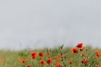 Kaboompics - A field of Red Poppies