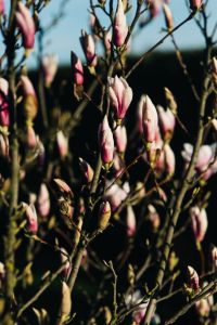 Kaboompics - Unopened Pink Magnolia Buds on Bare Branches Against a Pale Spring Sky