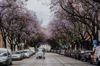 Kaboompics - Purple Jacaranda trees and Tuk Tuk taxi. At Avenida Dom Carlos I, Lisbon, Portugal