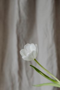 Kaboompics - Single Tilted White Tulip on Textured Linen with Minimal Copy Space