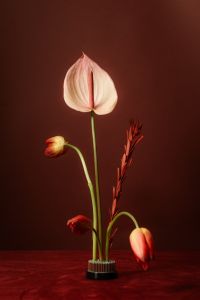 Kaboompics - Anthurium and Red Tulip Botanical Composition on a Dark Burgundy Background