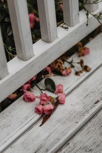 Kaboompics - Fallen Pink Flowers on a Weathered White Wooden Bench