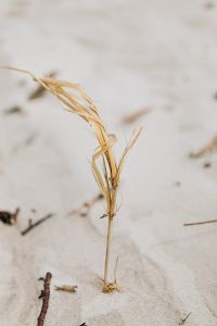 Kaboompics - Close-Up of Dried Grass on the Beach
