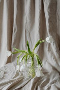 Kaboompics - Full White Tulip Bouquet Leaning in a Clear Glass Vase on Neutral Linen