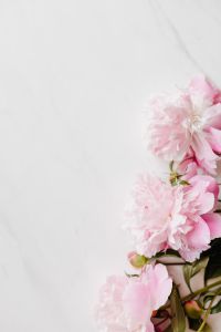 Kaboompics - Pink Peonies Along Right Edge of Marble Background