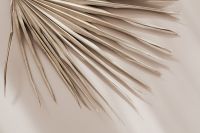 Kaboompics - Radial Palm Fan Texture in Tight Close-Up