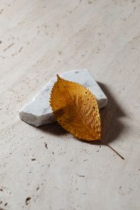 Kaboompics - Dried Leaf Resting on a Small Marble Slab and Pale Stone