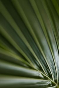 Kaboompics - Palm Leaf Detail with Parallel Stripes
