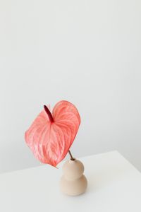 Kaboompics - Pink Anthurium Flower with Neutral Background and Copy Space