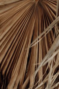 Kaboompics - Close-Up of Dried Palm Leaf Texture