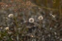 Kaboompics - Soft Focus Dandelion Seed Heads in Meadow Background