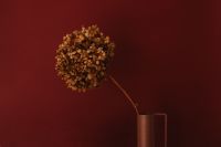 Kaboompics - Dried Hydrangea and Brown Pitcher on Dark Red Background with Copy Space