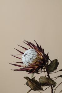 Kaboompics - Close-Up Dried Protea Flower And Leaves